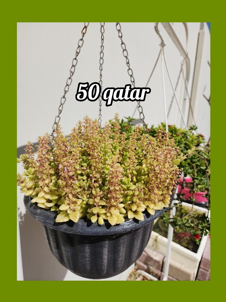 plants - 12