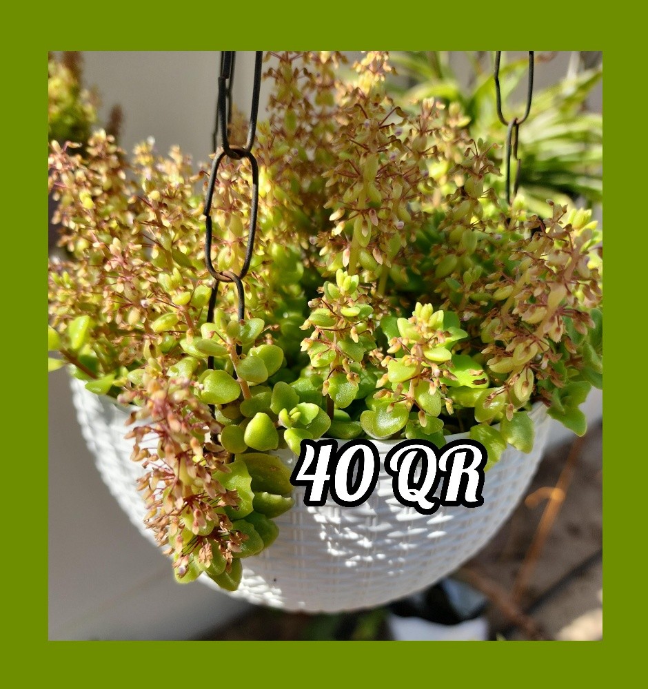 plants - 9