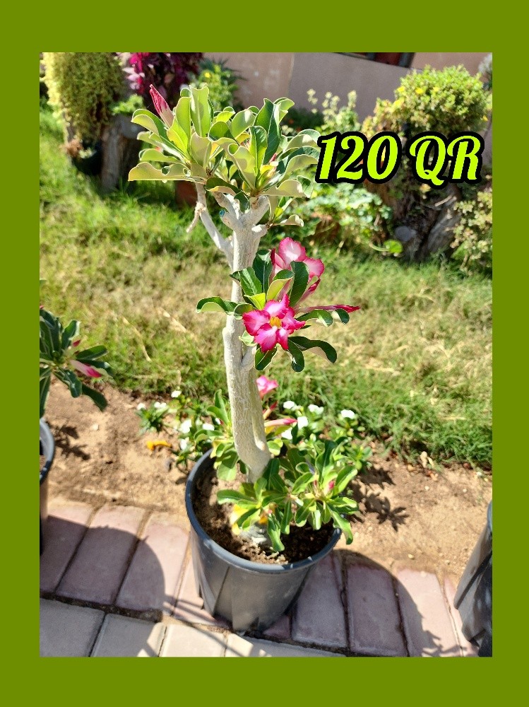 plants - 4