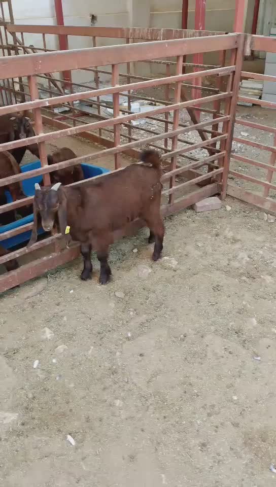 Goat - 1