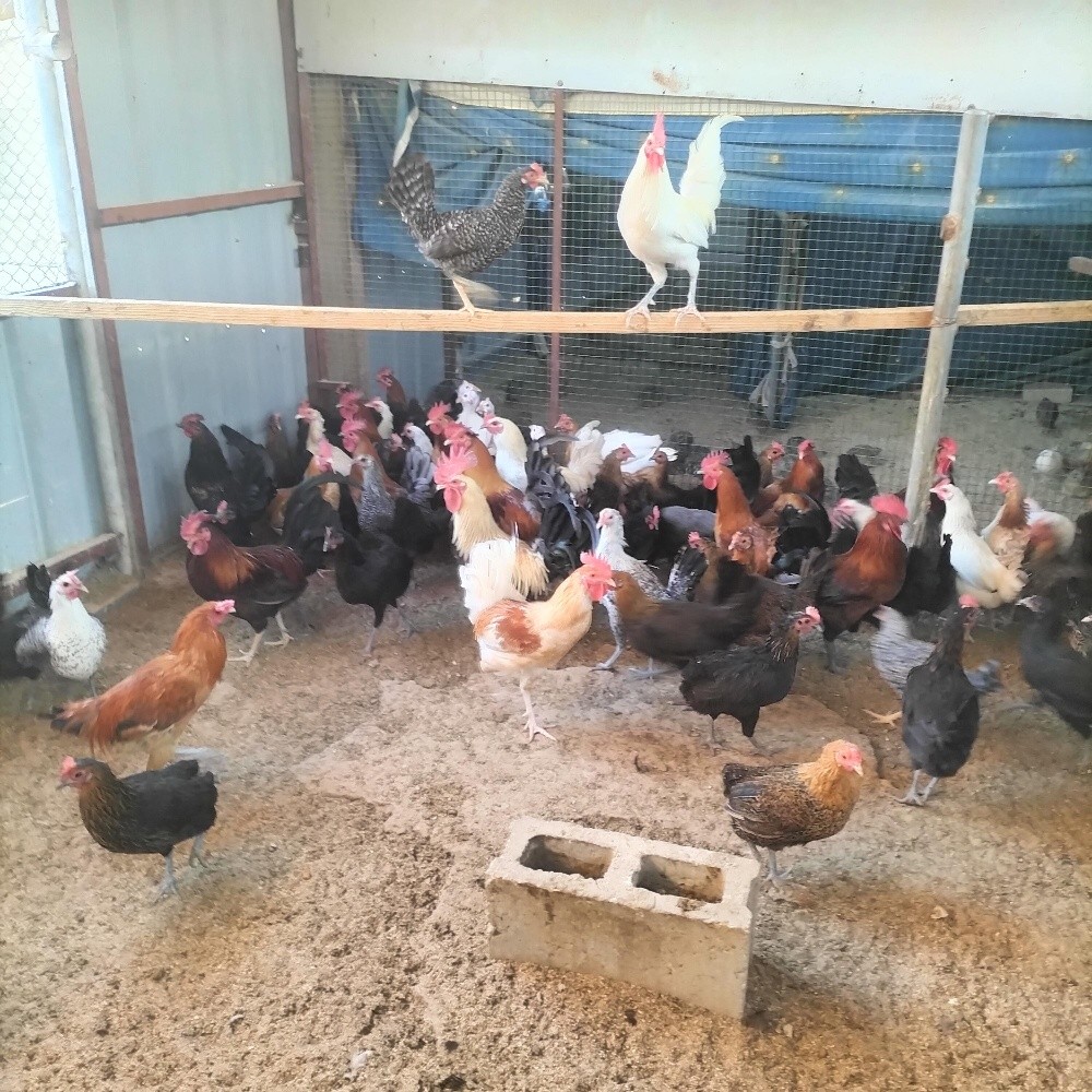 دجاج بياض ممتاز - 1