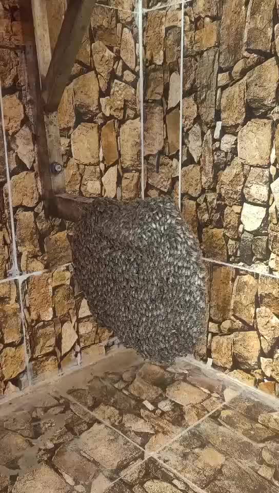 عسل نحل طبيعي مية بالمية ع الفحص - 1