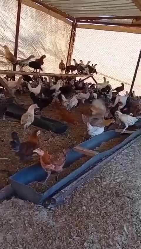 دجاج عربي - 1