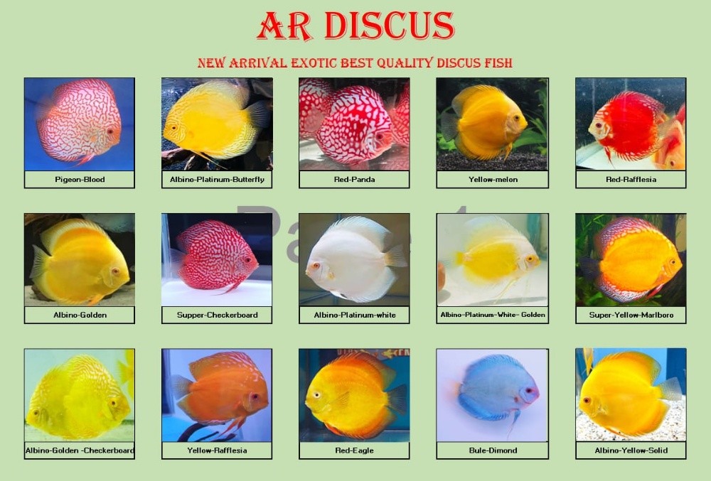 Discus fish - 1