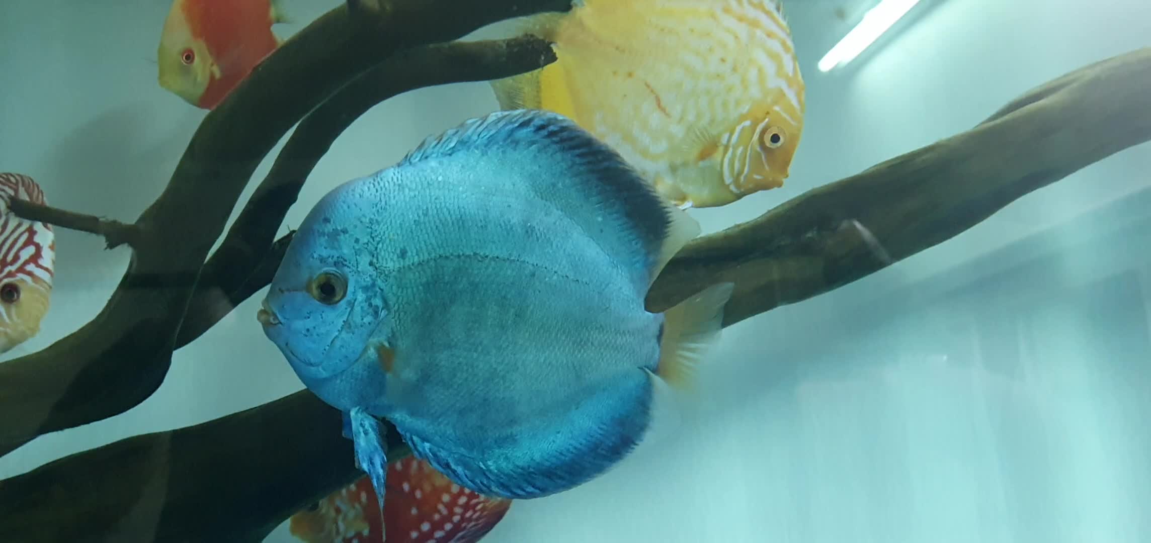 bull hed discus fish - 1