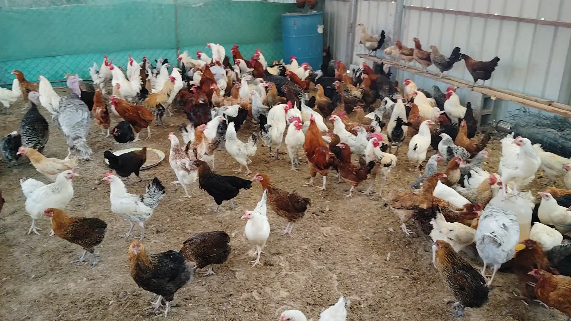 chicken Baladi Lear Egg beeg size - 1