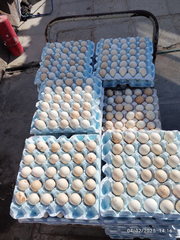 chicken Baladi Lear Egg beeg size - 2