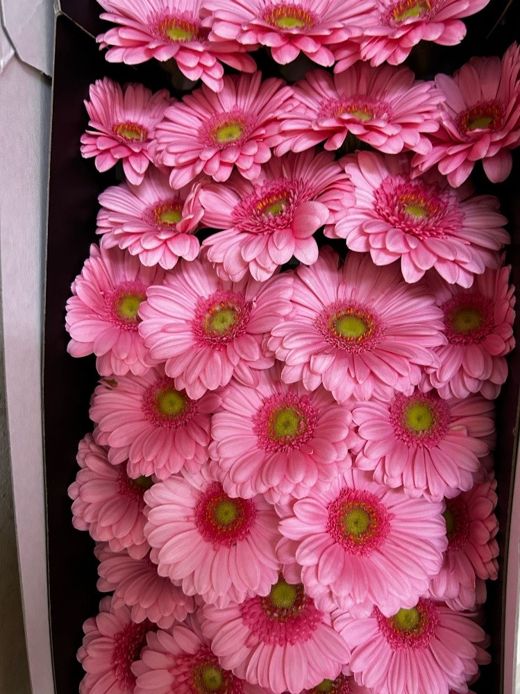 wholesale flower available - 4