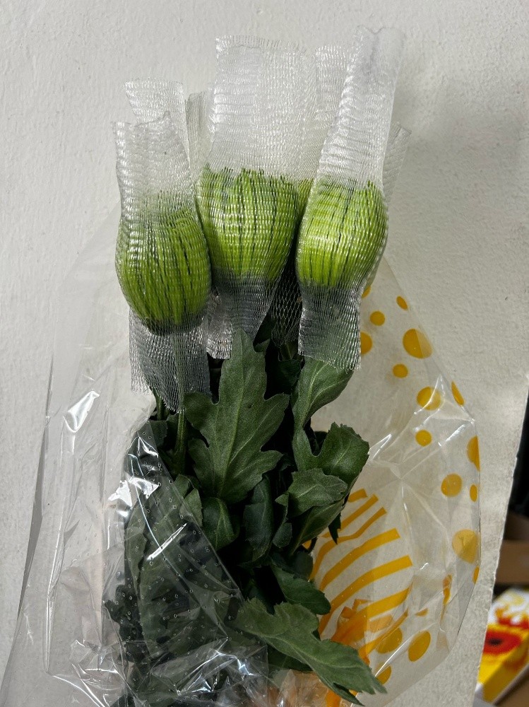 wholesale flower available - 13