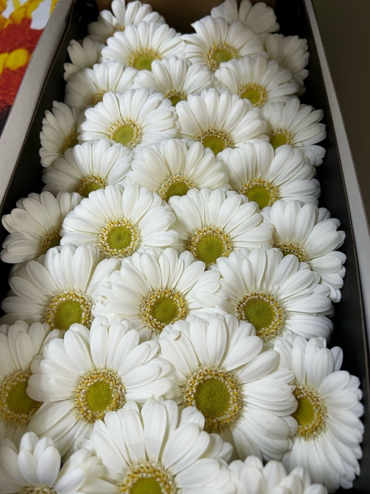 wholesale flower available - 8
