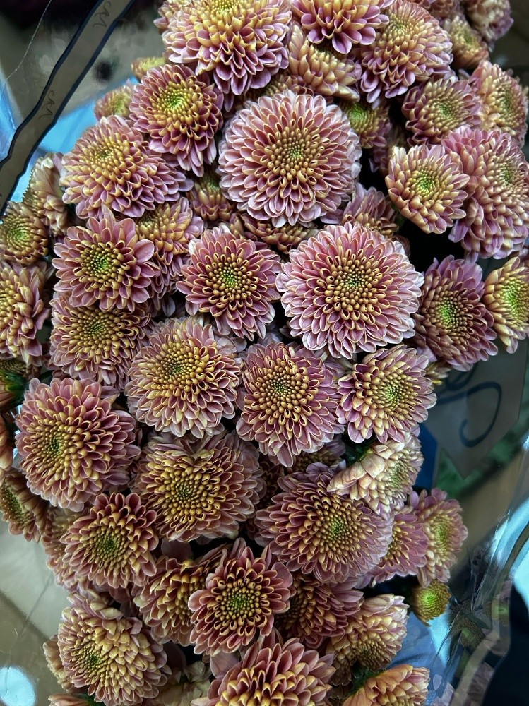 wholesale flower available - 16