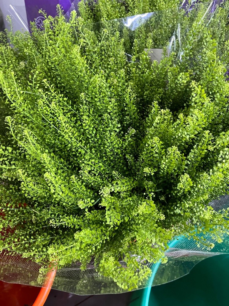 wholesale flower available - 9