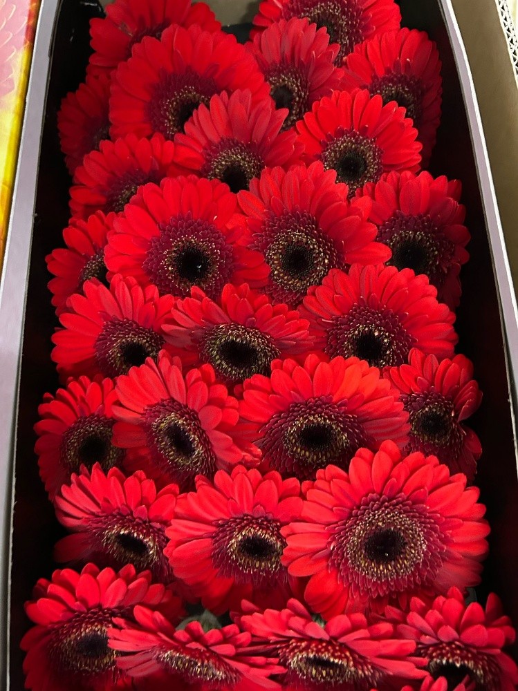 wholesale flower available - 6
