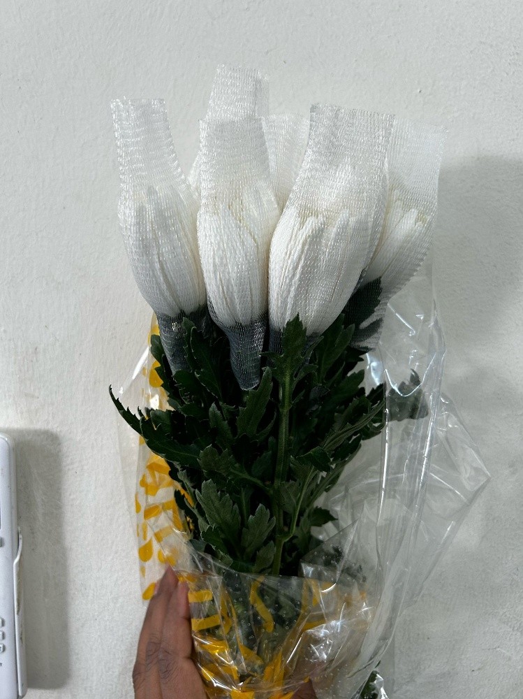 wholesale flower available - 14