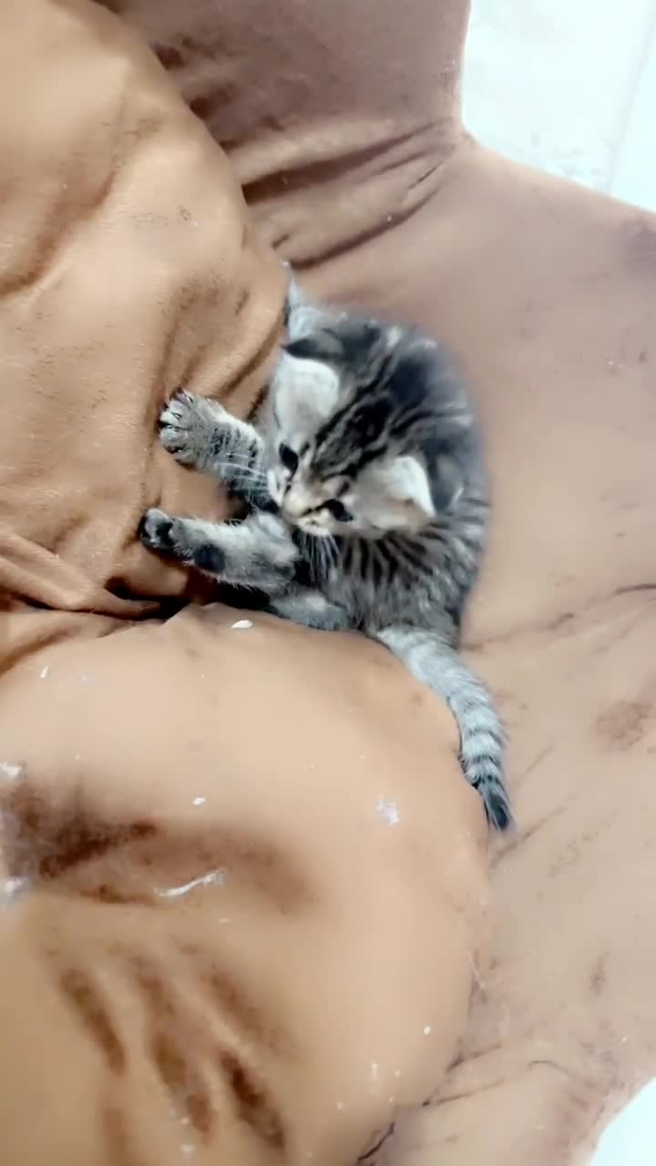 cats - 5