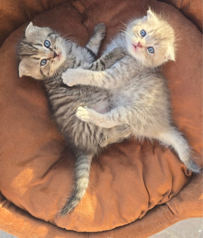 cats - 3