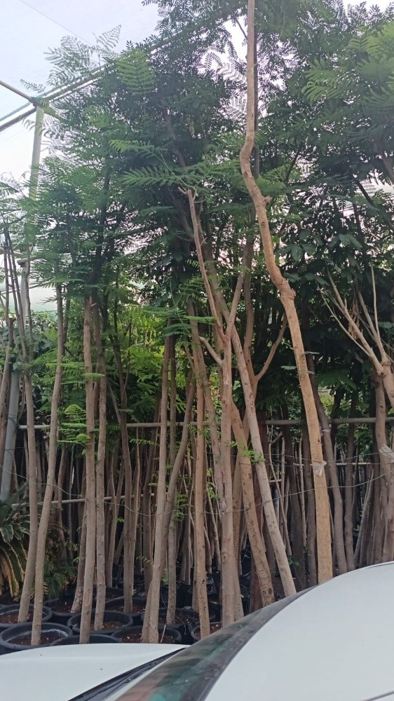 اشجار - 4