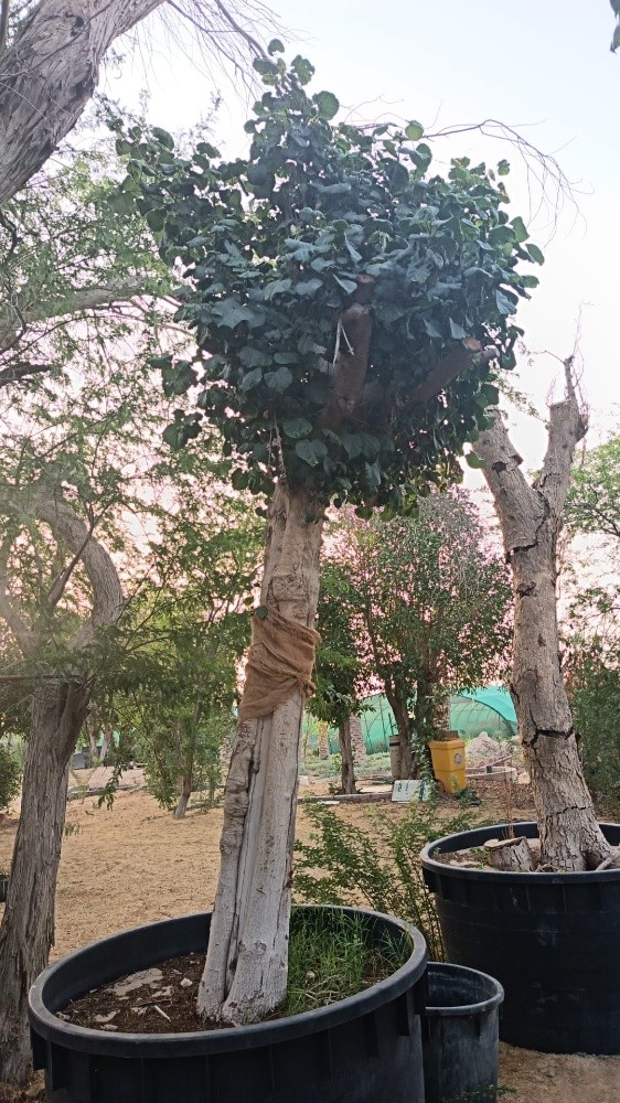 اشجار - 2