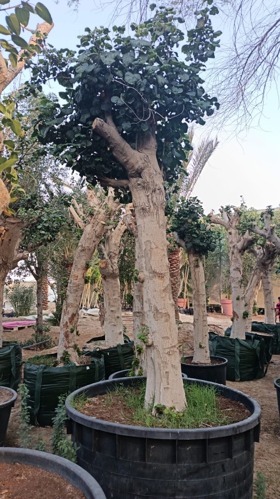 اشجار - 3