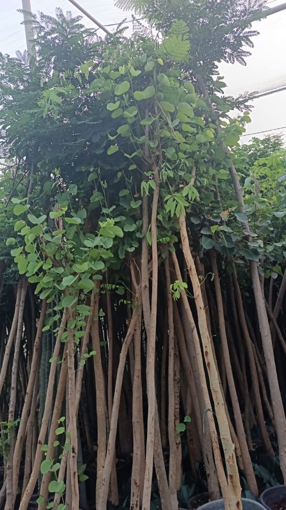اشجار - 9