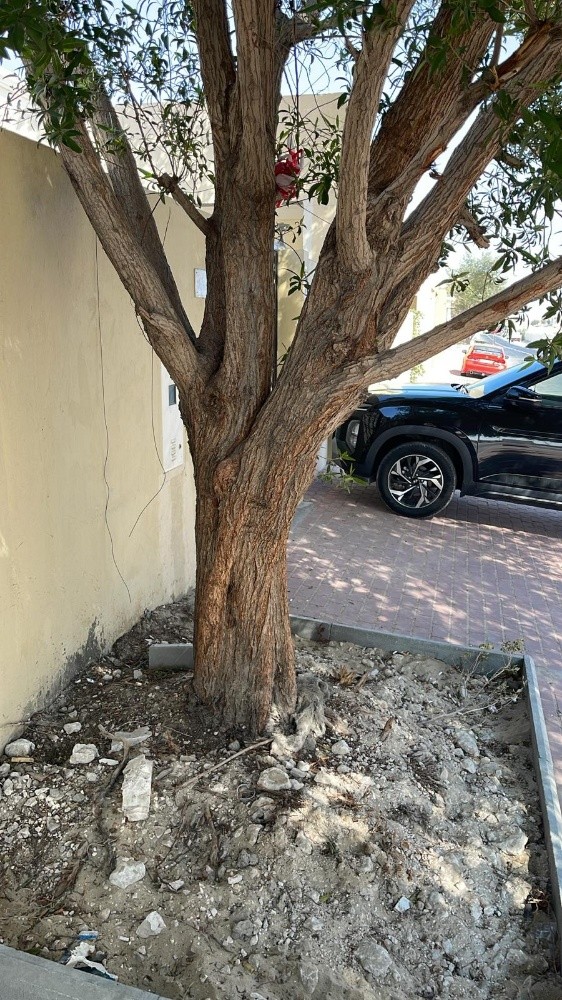 تقطيع أشجار ونخل وعشب وتنسيق حديق - 2