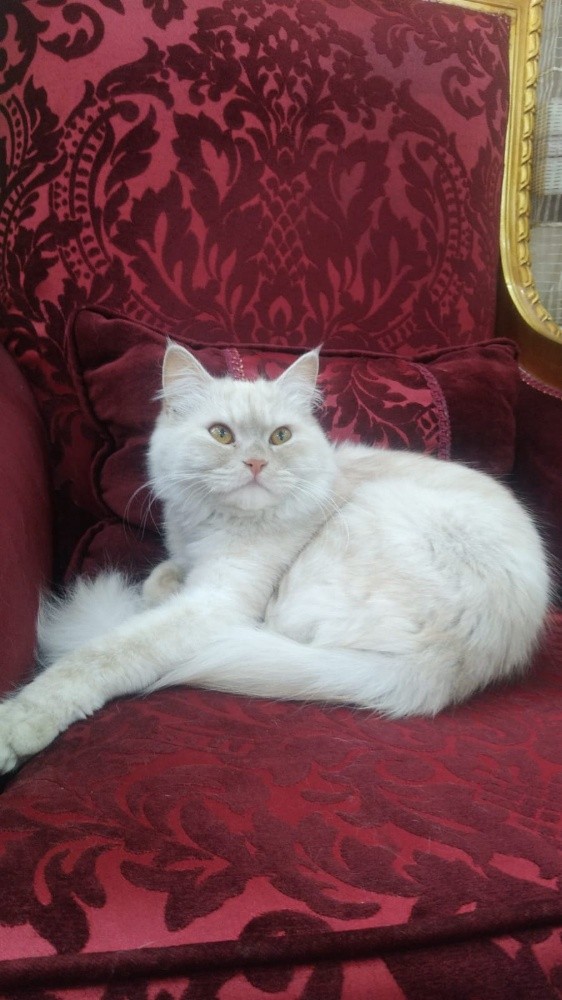 سوسو بنت شعر طويل - 3