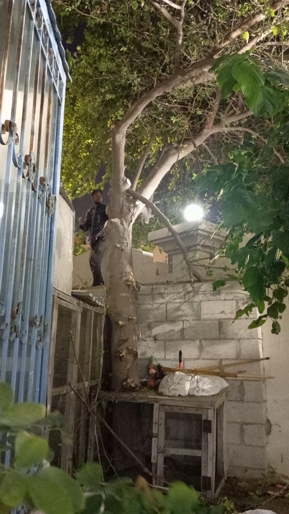 مقطع اشجار - 1