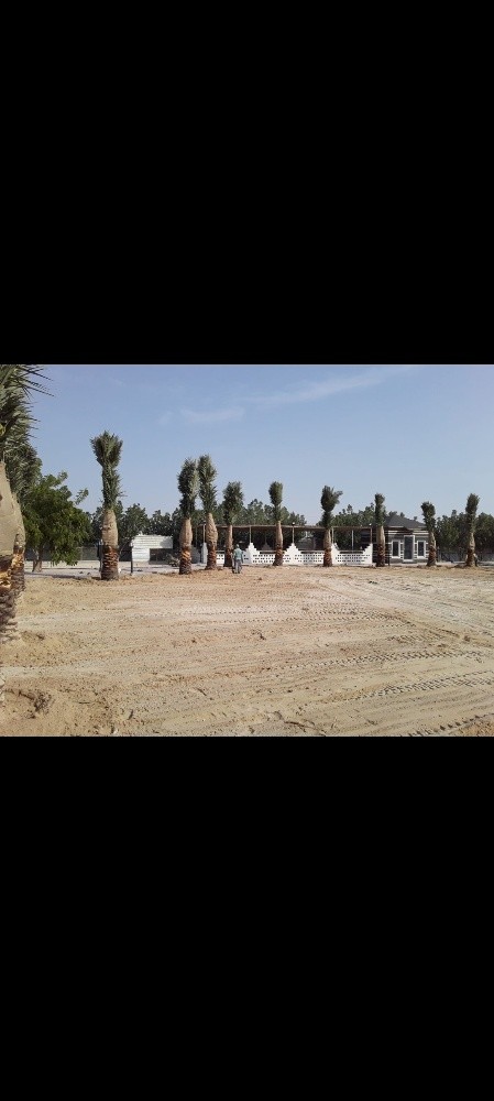 تقريبا وتليقيح النخيل - 4