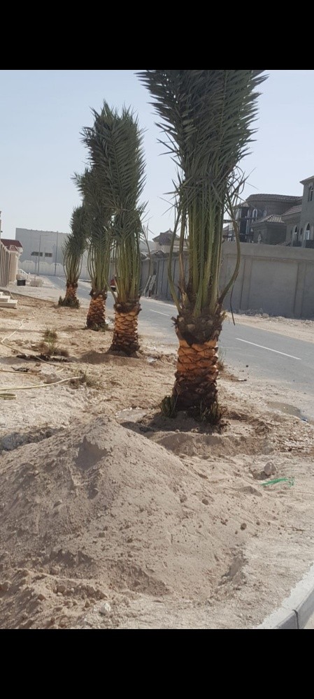 تقريبا وتليقيح النخيل - 3