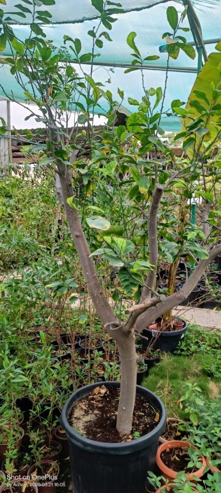 أشجار مثمره - 4