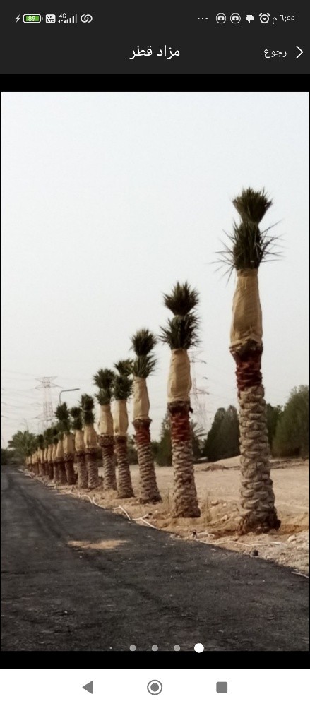 نخيل خدمات - 1