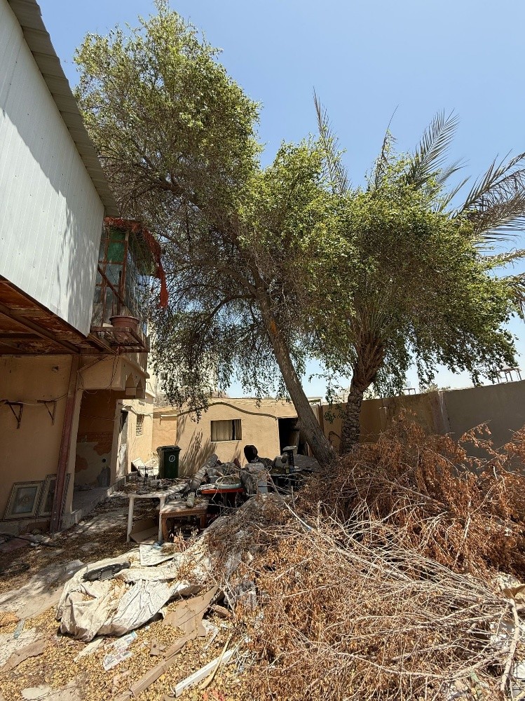 مقطع اشجار - 1