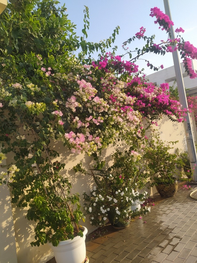 مصمم ومنفذ حدائق - 3