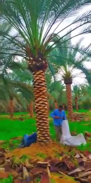 نخيل خدمات - 1