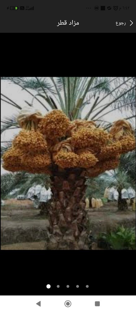 اخلاص - 1