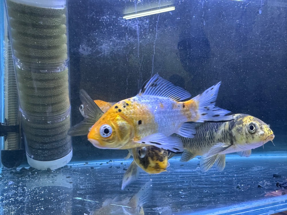 Koi Fish For Sale - 1