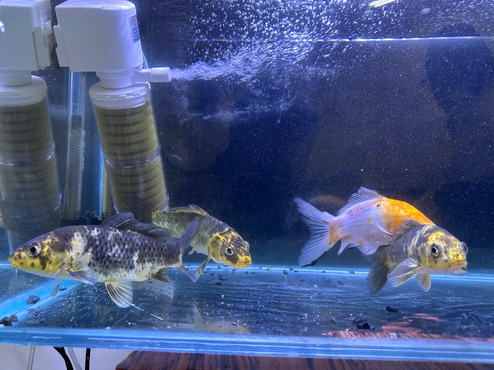Koi Fish For Sale - 2