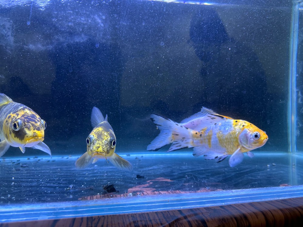 Koi Fish For Sale - 4