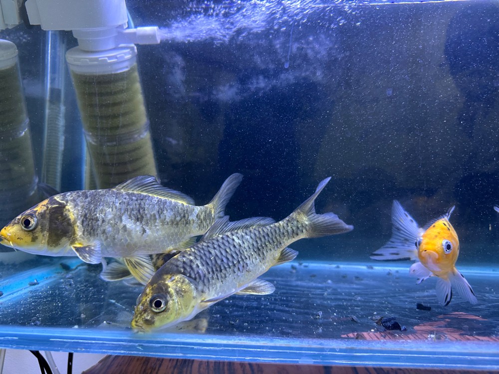 Koi Fish For Sale - 5