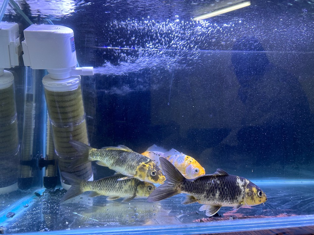 Koi Fish For Sale - 3