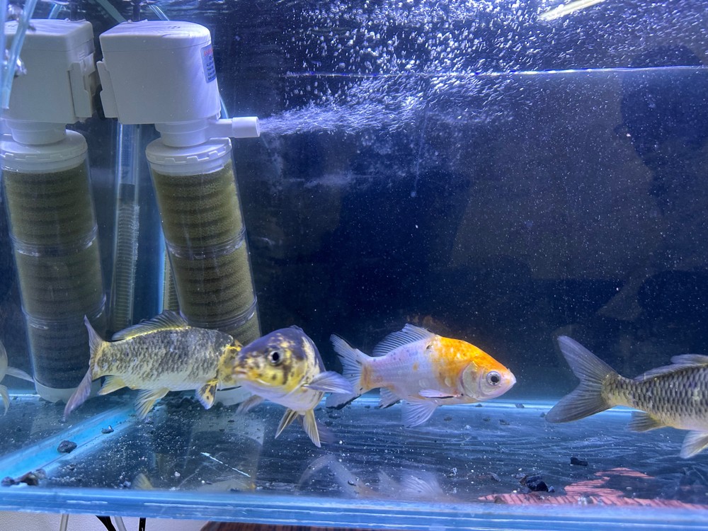 Koi Fish For Sale - 6