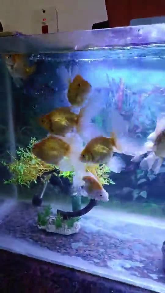 Big size gold fish for sale - 1