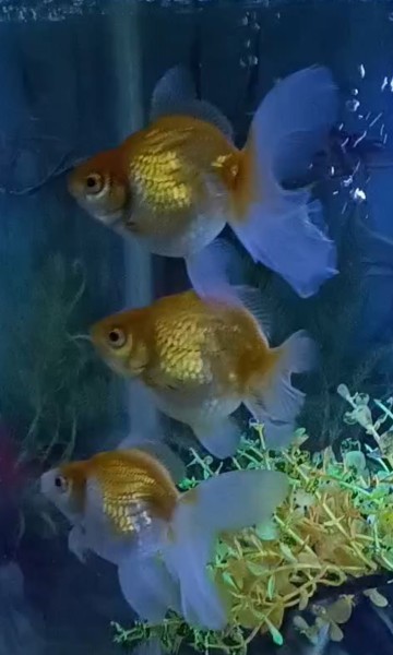 Big size gold fish for sale - 2