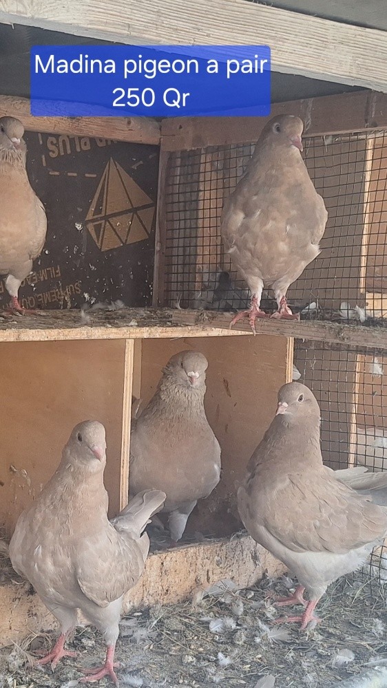 Madina pigeon - 4