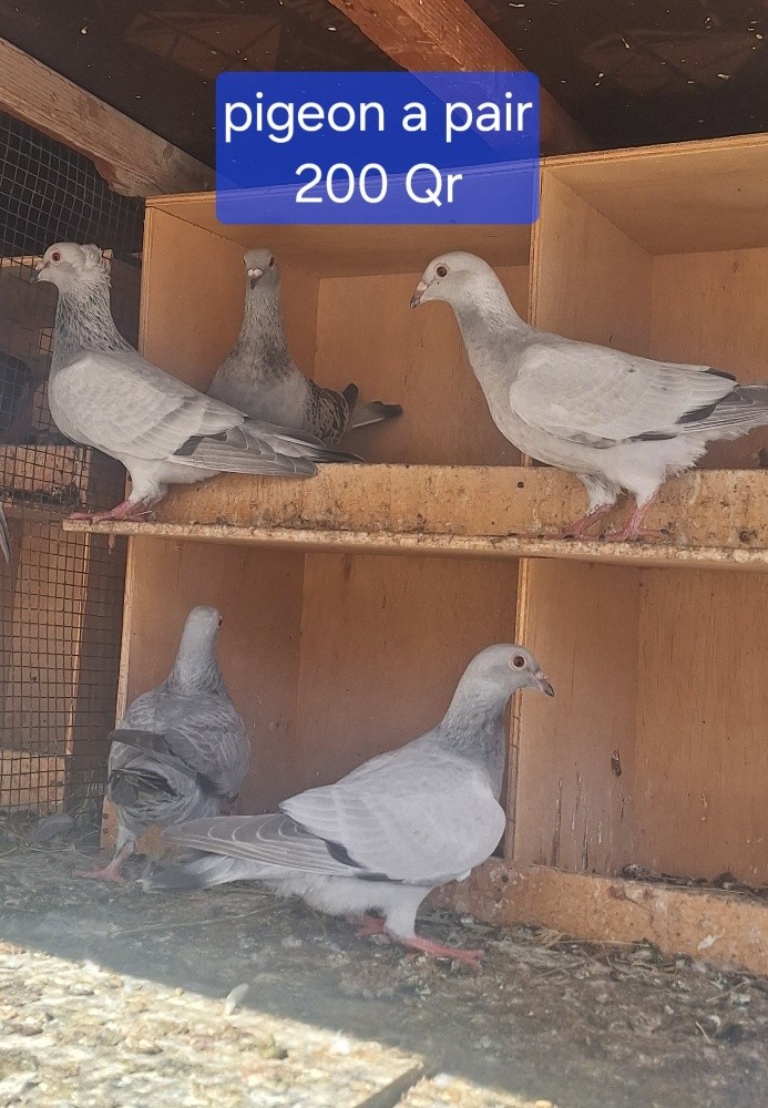 Madina pigeon - 2