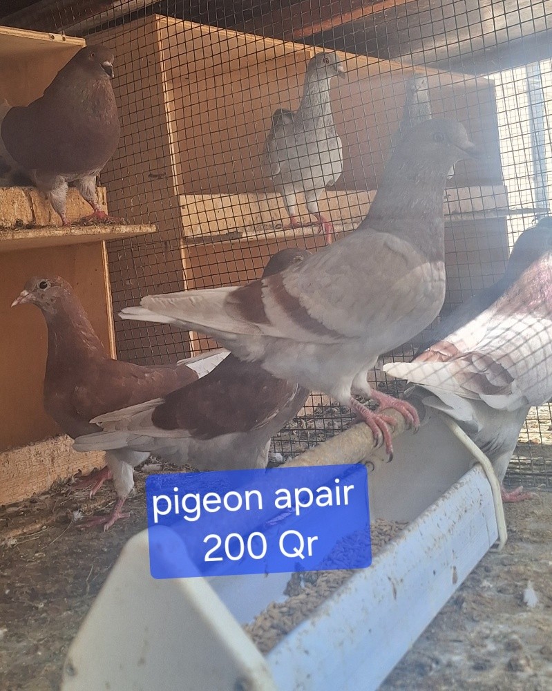 Madina pigeon - 3