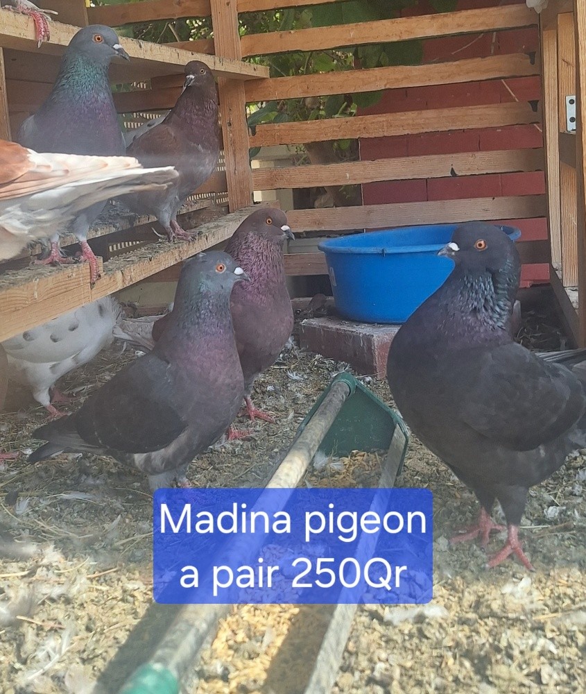 Madina pigeon - 1