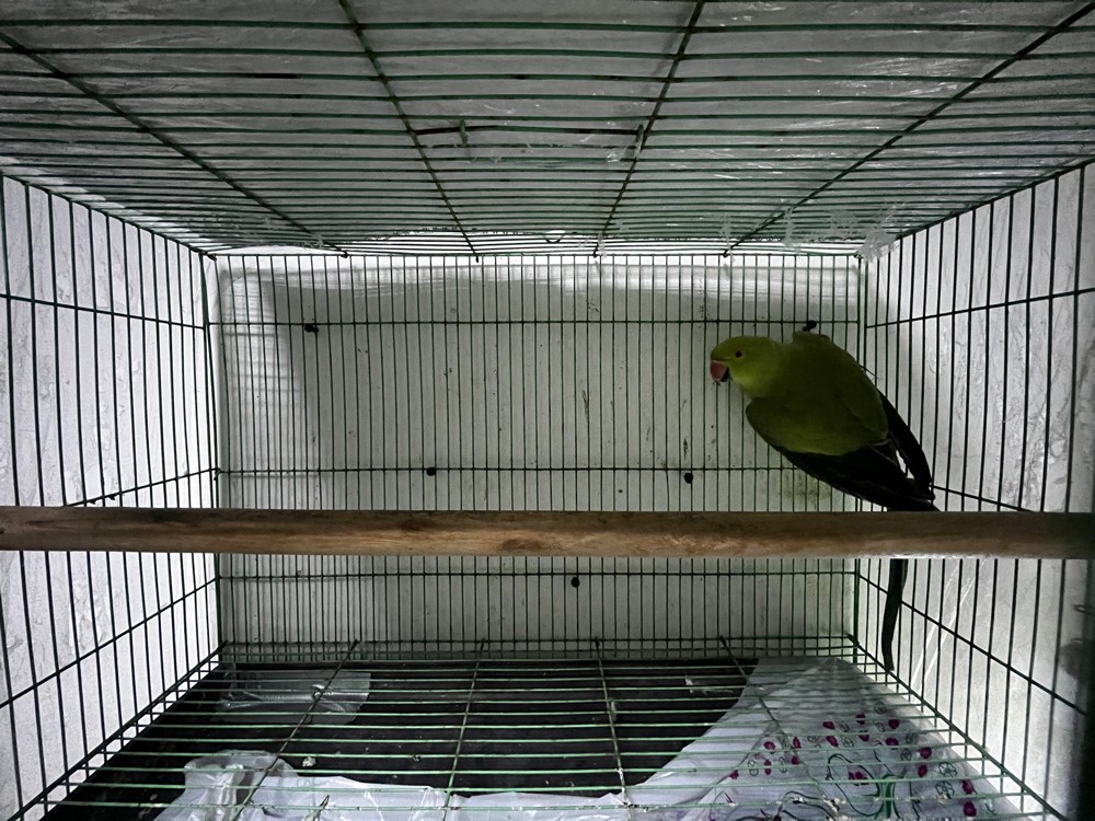 Indian Ringneck - 2