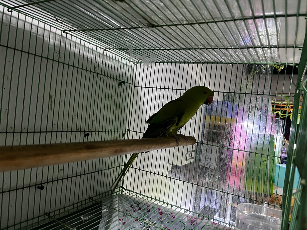 Indian Ringneck - 3