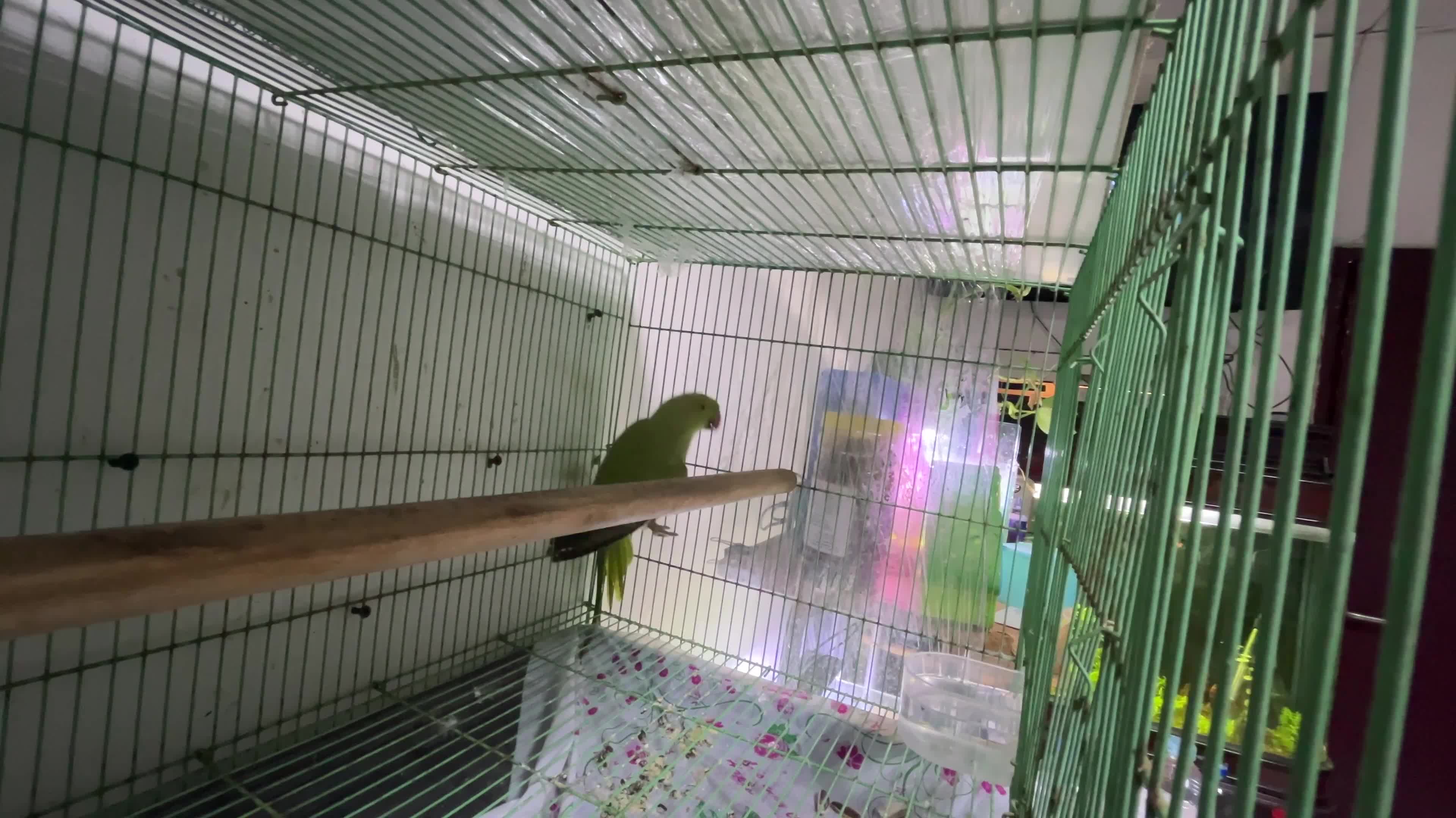 Indian Ringneck - 4